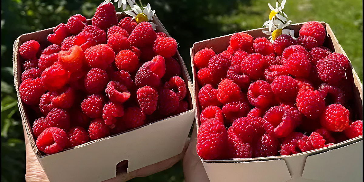 Where to Go Fruit Picking Around Ontario